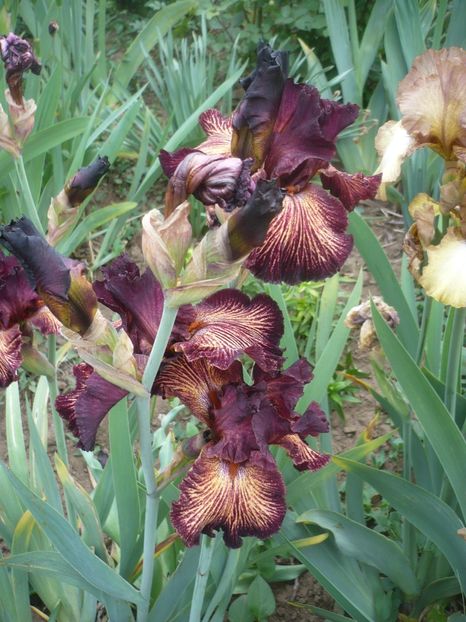 P1410288 - GRADINA 2019