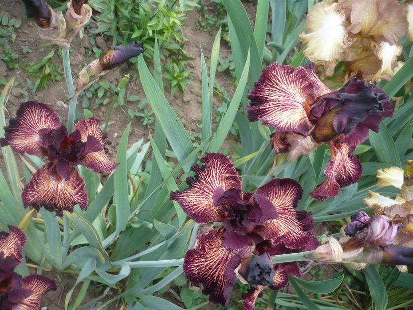 P1410289 - GRADINA 2019