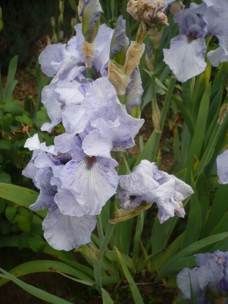 P1410290 - GRADINA 2019