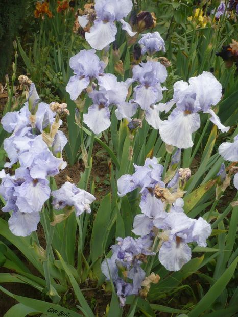 P1410291 - GRADINA 2019