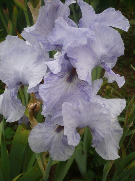 P1410292 - GRADINA 2019