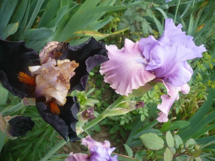 P1410293 - GRADINA 2019