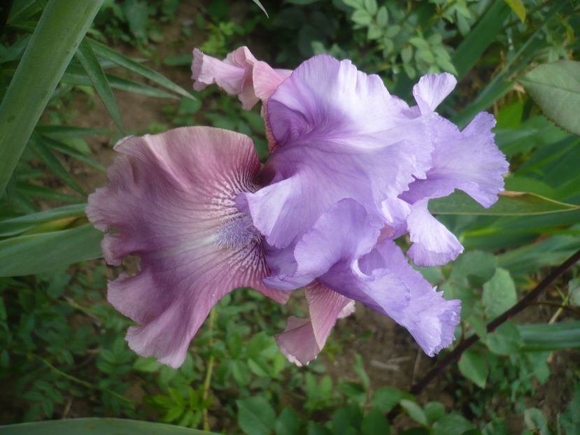 P1410294 - GRADINA 2019