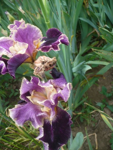 P1410299 - GRADINA 2019