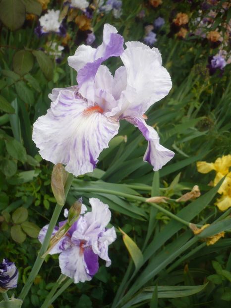 P1410300 - GRADINA 2019