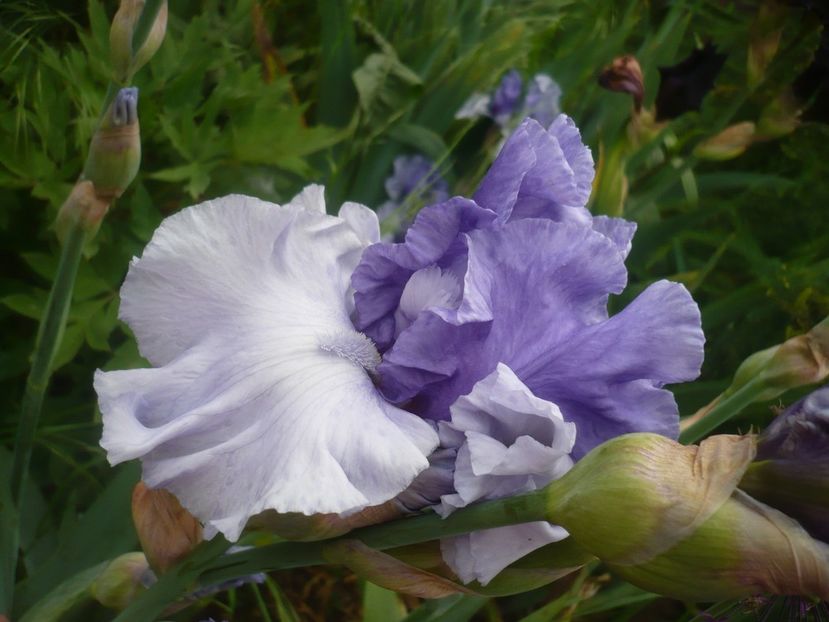 P1410301 - GRADINA 2019