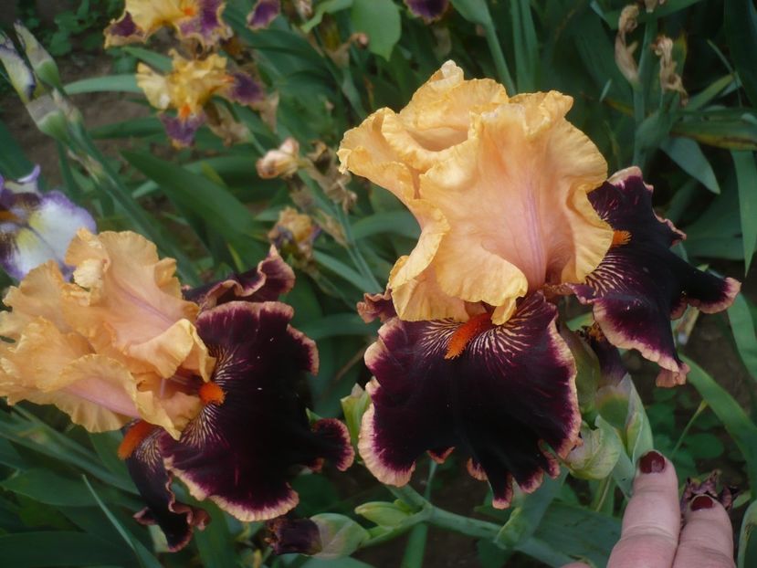 P1410302 - GRADINA 2019