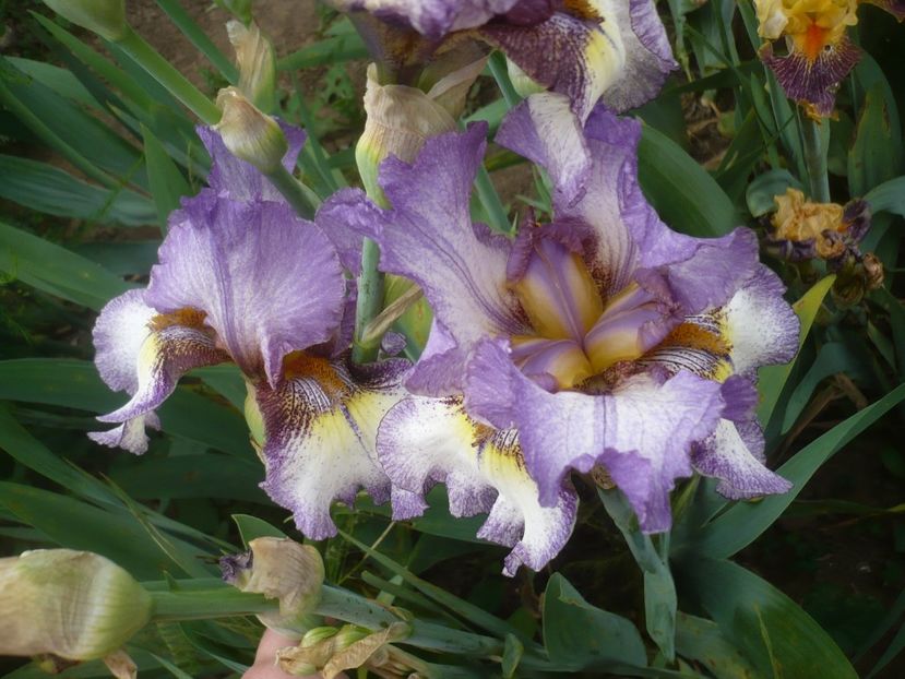 P1410303 - GRADINA 2019