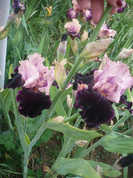 P1410307 - GRADINA 2019