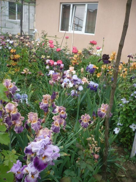 P1410310 - GRADINA 2019