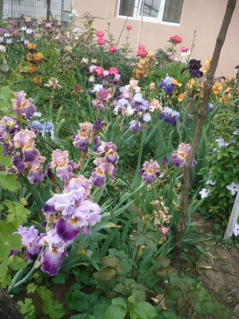 P1410311 - GRADINA 2019