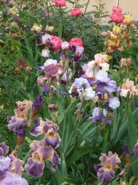 P1410312 - GRADINA 2019