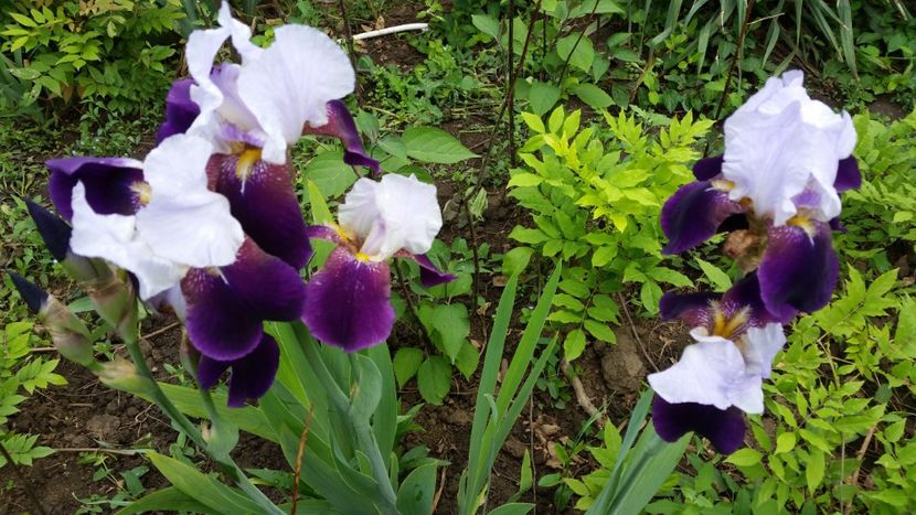 Fragrant - irisi 2019