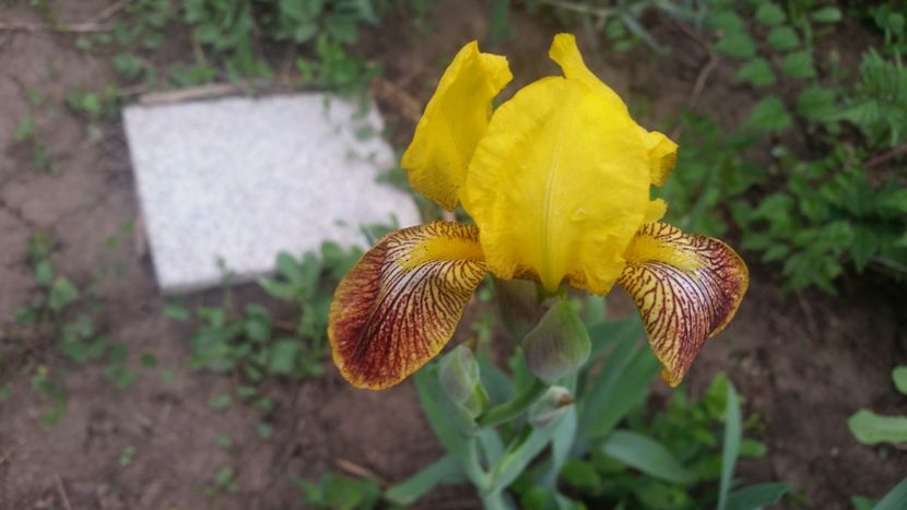 Iris mediu - irisi 2019