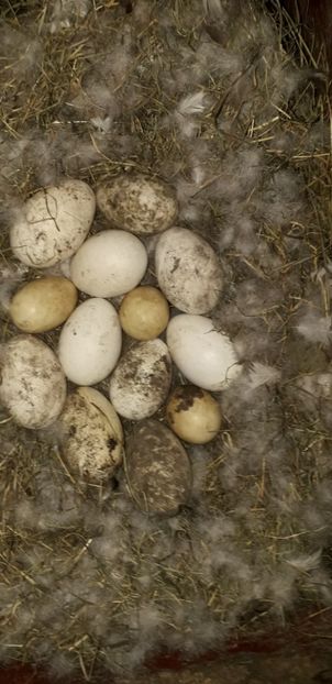 Si cuibul ei - 02 Cloște 2019