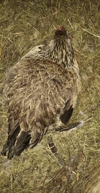 O puica 2018 - 02 Cloște 2019