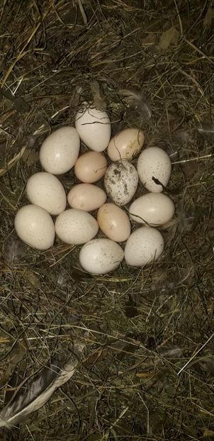 10 curca si 4 de gaina - 02 Cloște 2019