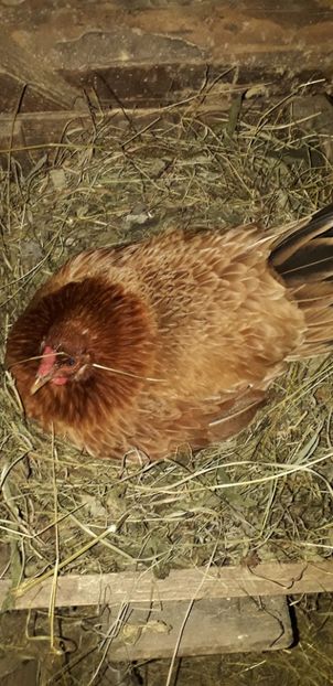 O gaina 2012 a 21 a oara mama - 02 Cloște 2019