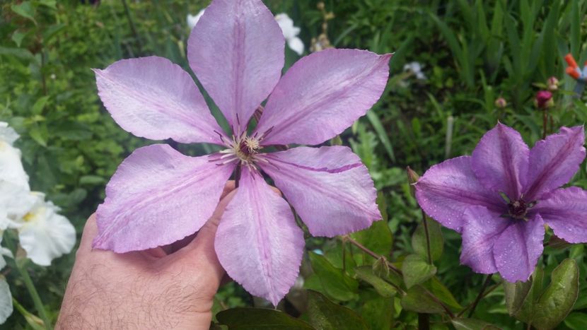 Margaret Hunt - clematite 2019