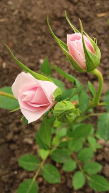 Dimov mini 43 - Gradina 2019