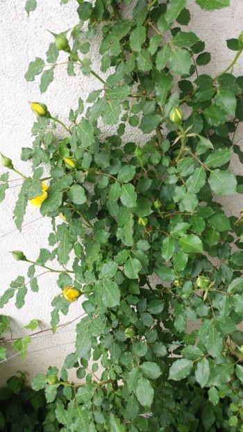 Rimosa - Gradina 2019