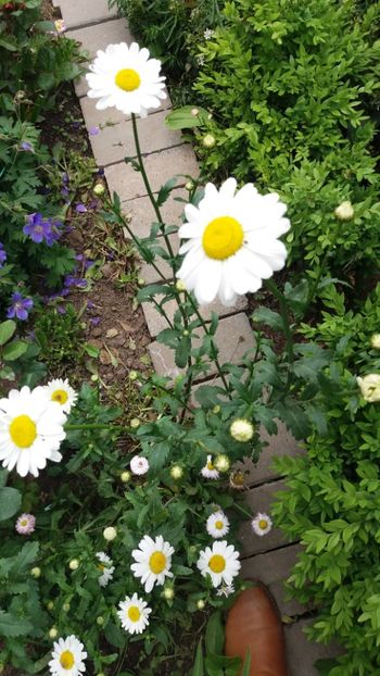 Margareta - Gradina 2019