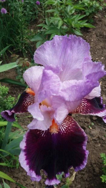 Iris - Gradina 2019
