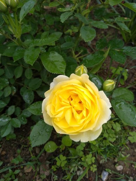  - Gradina mai 2019