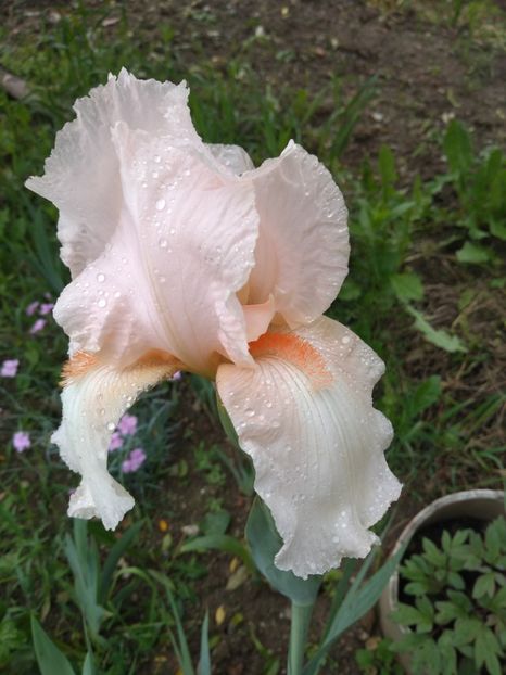  - Gradina mai 2019