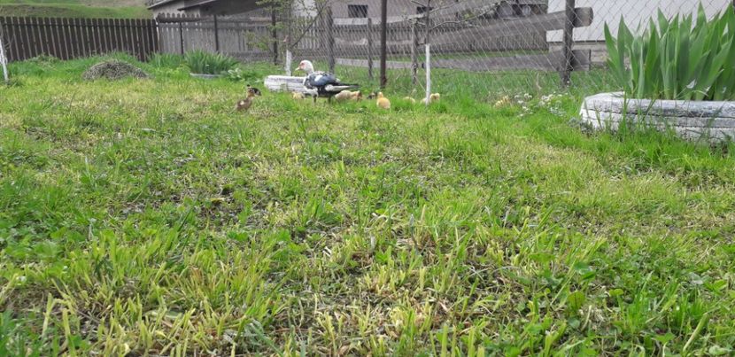  - A Rațe comune - romanești