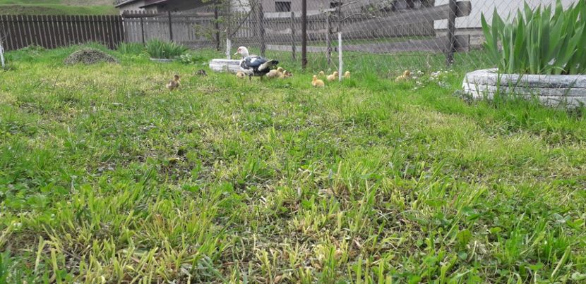 20190430_123758(0) - A Rațe comune - romanești