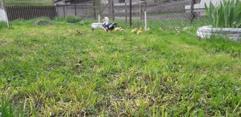 20190430_123756(1) - A Rațe comune - romanești