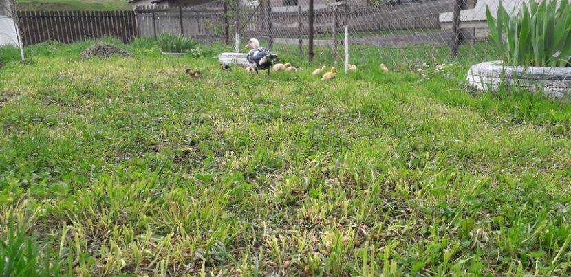 20190430_123756(0) - A Rațe comune - romanești