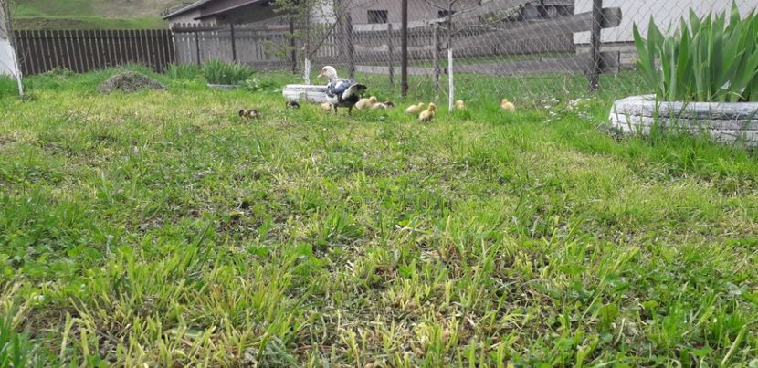  - A Rațe comune - romanești