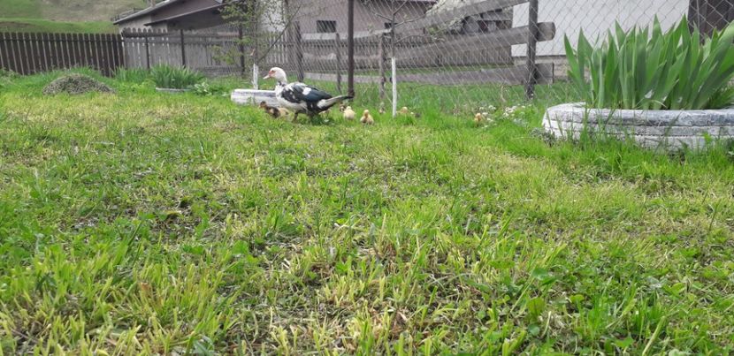 Paștem periculos :)) - A Rațe comune - romanești