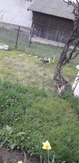  - A Rațe comune - romanești