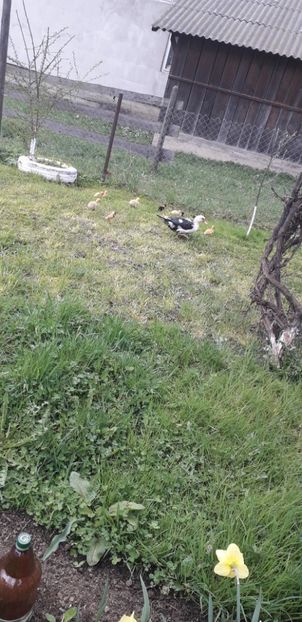  - A Rațe comune - romanești