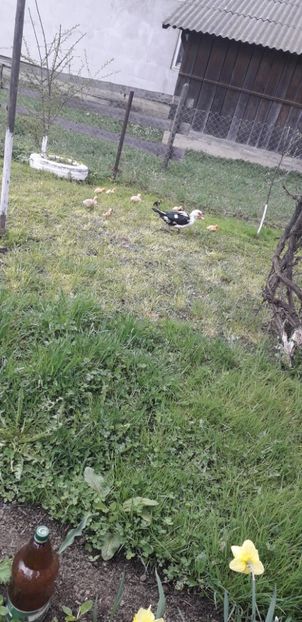  - A Rațe comune - romanești