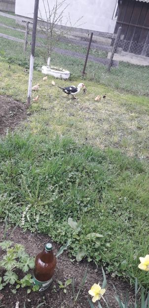  - A Rațe comune - romanești