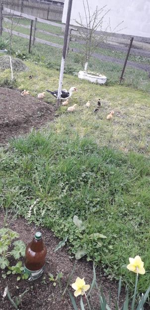 20190430_123728(0) - A Rațe comune - romanești