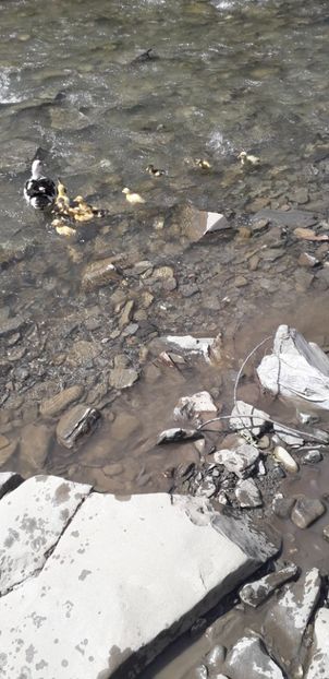  - A Rațe comune - romanești