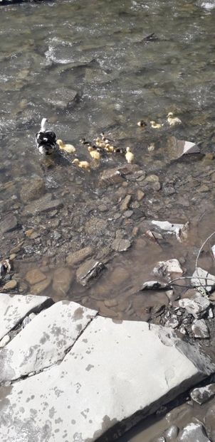 20190426_141628(0) - A Rațe comune - romanești