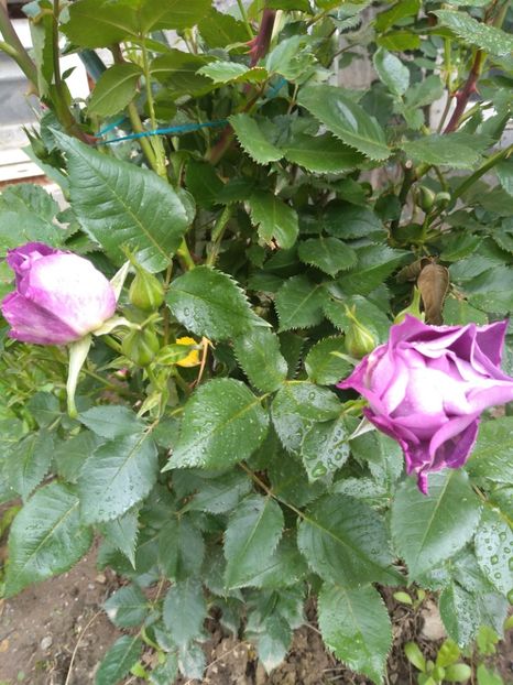  - Gradina mai 2019