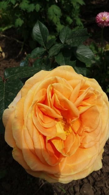 Candlelight - Gradina 2019