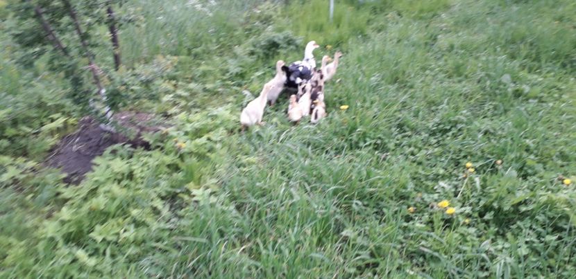  - A Rațe comune - romanești