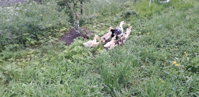  - A Rațe comune - romanești