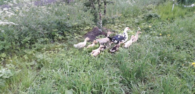 Aproape 1 luna - A Rațe comune - romanești