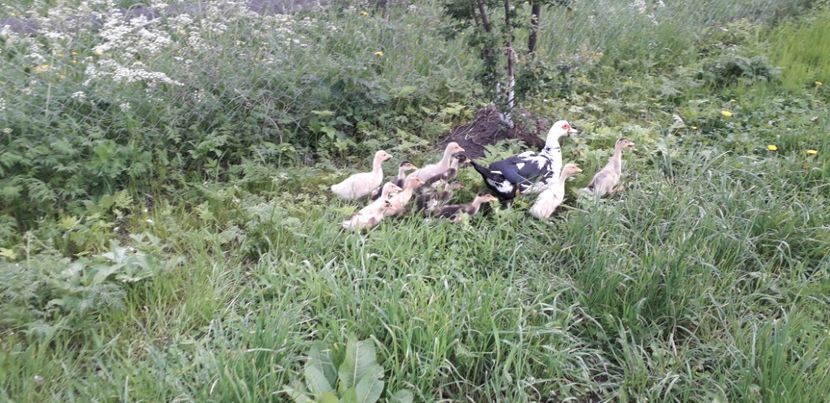  - A Rațe comune - romanești