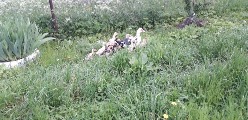  - A Rațe comune - romanești