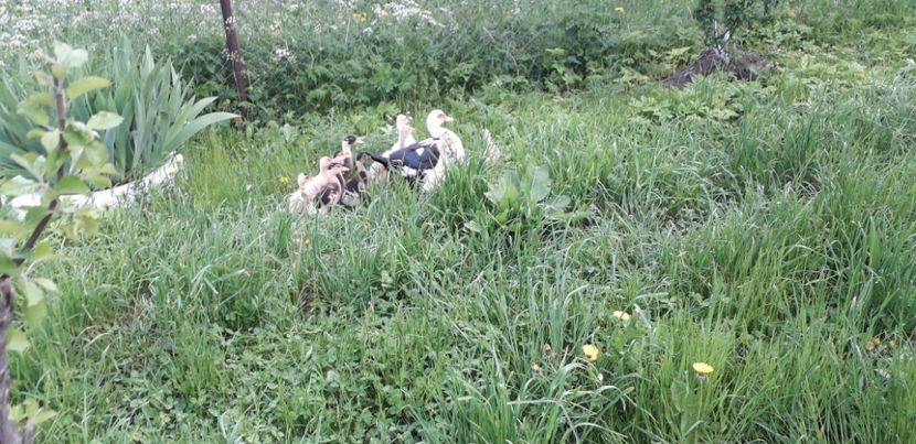 1 luna fara 2 zile - A Rațe comune - romanești